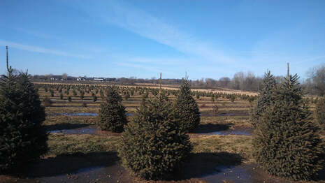 Kahnke's Tree Farm growing grounds