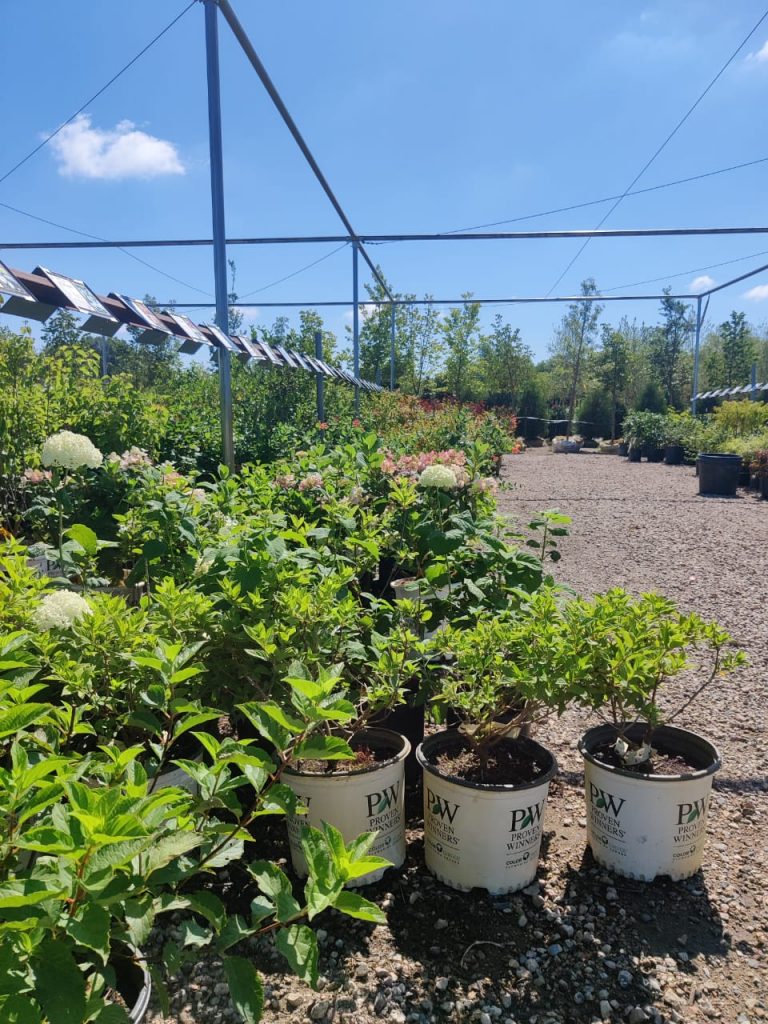 Landscape design consultation at Kahnke's Tree Farm