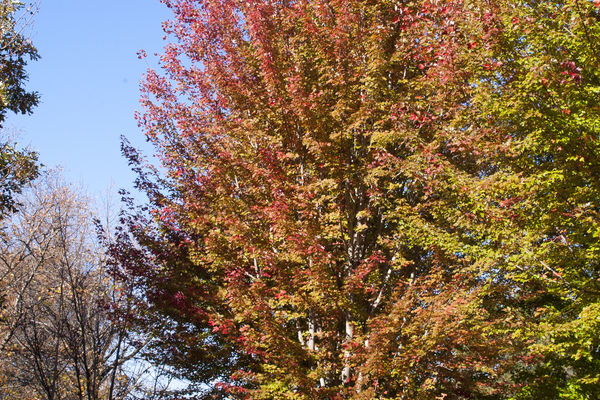 Maple, Autumn Blaze